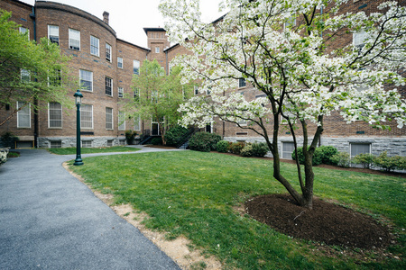 山茱萸树和 Meletia 大厅在马里兰大学圣母