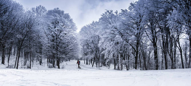 在冬天的时候，森林徒步旅行