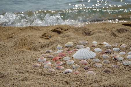 组的贝壳在海边