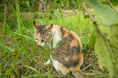 小猫在草地上, 家养猫在户外