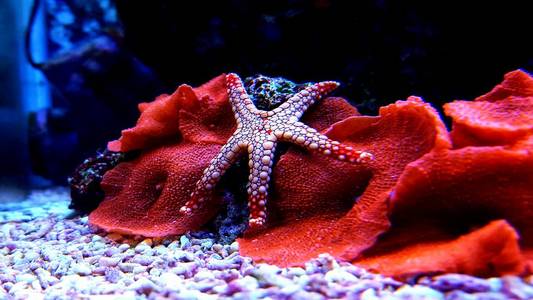 Fromia 海星在珊瑚礁水族馆水箱是最令人惊叹的生活装饰品之一