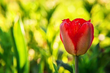 花红色郁金香开始开花芽。灵感自然花卉春天或夏季盛开的花园或公园在柔和的阳光下和模糊的散景背景。多彩绽放的生态自然景观