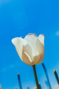 白色郁金香花在花园