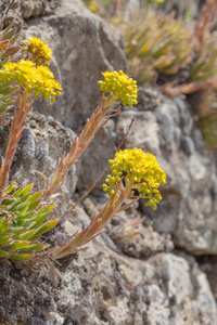 植物区系的大加那利岛，开花 Aeonium 杜鹃
