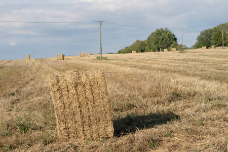 在田里安排的稻草捆。在收割过程中完成的工作。夏天的季节
