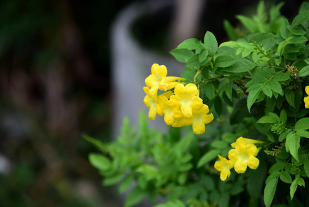 花园里五颜六色的花朵。鸡蛋花开花。花园里美丽的花朵在夏天盛开。园景园正式花园。公园。美丽的花园