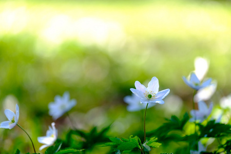 第一次的春天的花朵