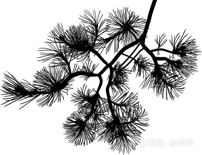 黑根松枝,孤立的白色背景上的插图