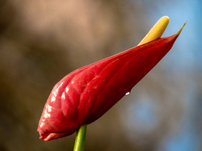 红色 anturio 花和露水滴