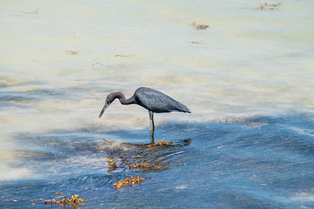 小蓝鹭 白鹭蓝靛 在 Caye Caulker 岛, 伯利兹