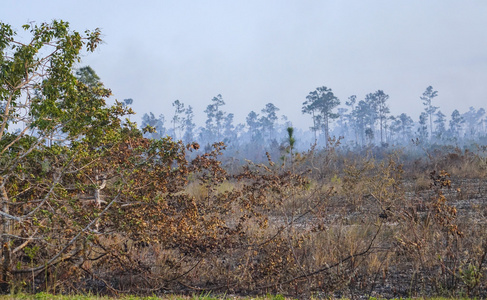 火在大沼泽地国家公园燃烧树