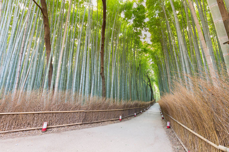 岚山竹森林行走方式导致公共公园