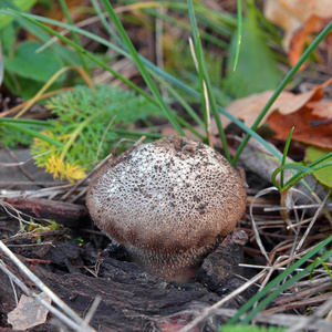 lycoperdon perlatum 被称为 warted 马勃或魔鬼的鼻烟盒