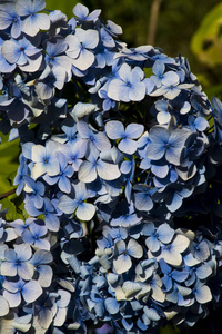 蓝色丁香花, 特写视图