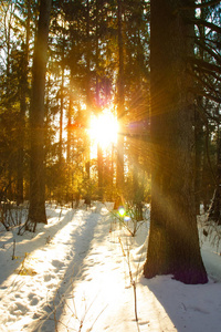 冬季森林中的自然阳光和阳光照射下的日落阳光景观美景