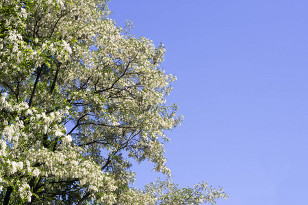 明亮的开花树在白色, 蓝天一半图片