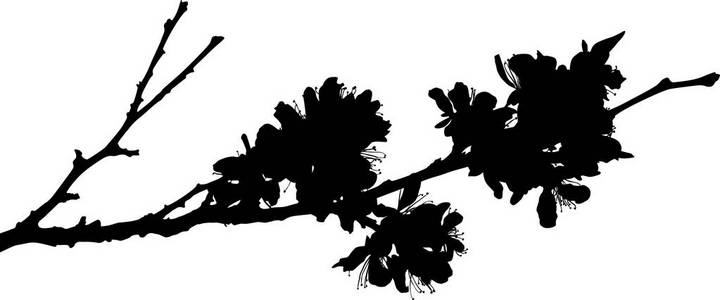 孤立在白色背景上的樱桃树花图