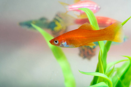 小红鱼与绿色植物在鱼缸或水族馆水下生活概念