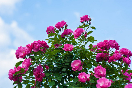 红玫瑰与芽在一个绿色的灌木的背景。红玫瑰的灌木盛开在蓝天白云的背景下
