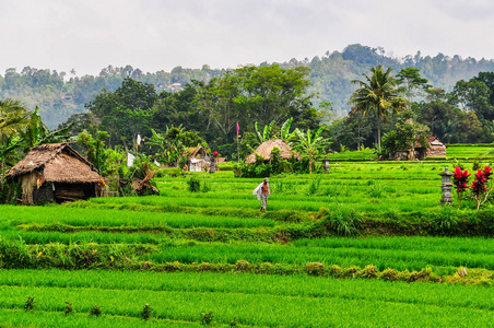 在印度尼西亚巴厘岛的神庙附近的稻田