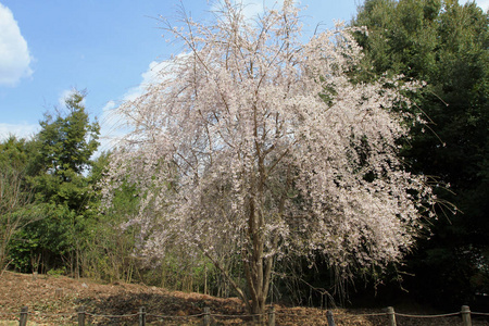 日本京都美丽的樱花花