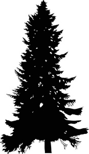 与孤立在白色背景上的杉木树剪影图