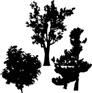 与树剪影孤立在白色背景上的插图