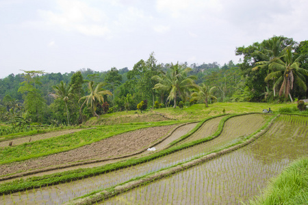 巴厘岛，水稻梯田