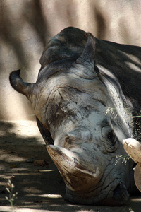 一张静止的南方白犀牛的肖像, 一个非洲的种族, 其中大多数生活在南非, 但仍然在纳米比亚, 博茨瓦纳, 津巴布韦, 乌干达和斯威