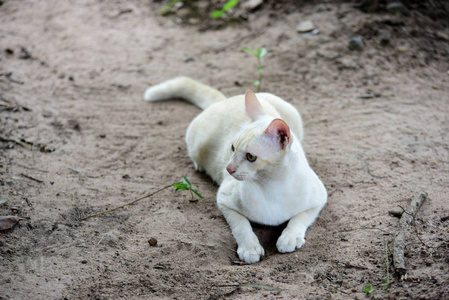 可爱的猫在房子附近走动