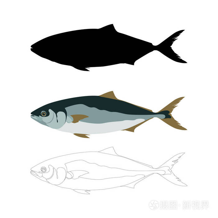 鱼金枪鱼矢量插画扁式黑色剪影