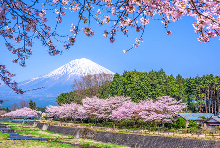 富士山在春天