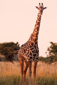 野生非洲长颈鹿