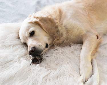 斯堪的纳维亚风格的现代室内金色猎犬犬照片
