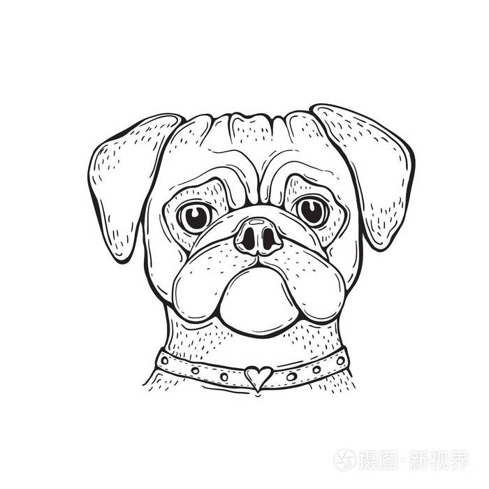 头狗帕格 手绘 肖像.黑白相间