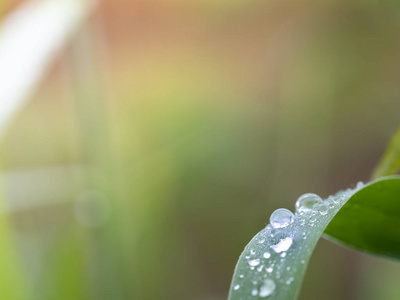 美丽的水滴在草叶只是被和柔软的焦点