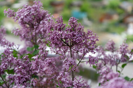 矮韩丁香花开花近