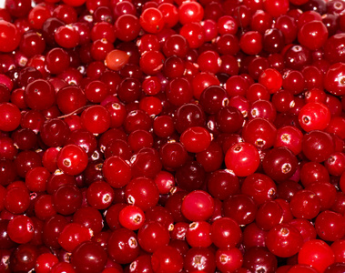 红色的成熟 cranberries.view 背景