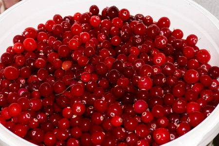 红色的成熟 cranberries.view 背景