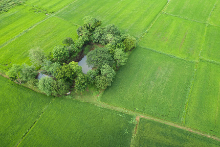 飞行无人驾驶飞机的鸟瞰图。泰国北部雨季稻田或草地的美丽绿地