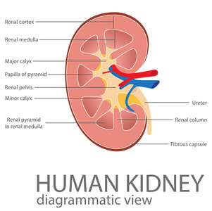 权利人肾图片