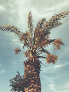 棕榈树对蓝天, 棕榈树在热带海岸椰子树, 夏天树