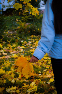 女孩捧着一束秋天的黄枫树叶。