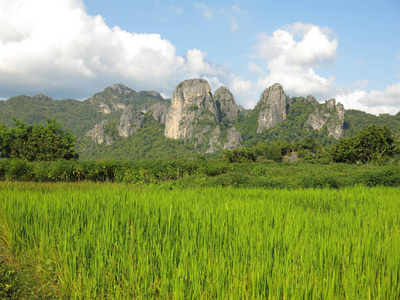 绿色稻田与美丽的山背景