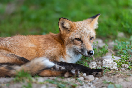 一只赤狐 Vulpes vulpes 在自然环境中的肖像