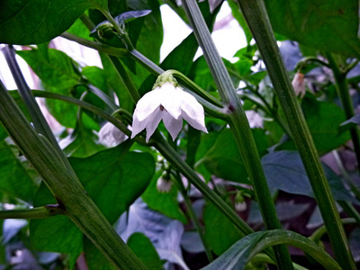 保加利亚胡椒开花。菜园。西伯利亚自然。芽, 花叶茎土