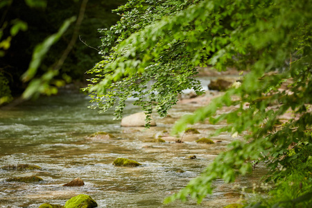 绿色落叶林中的河流景观观