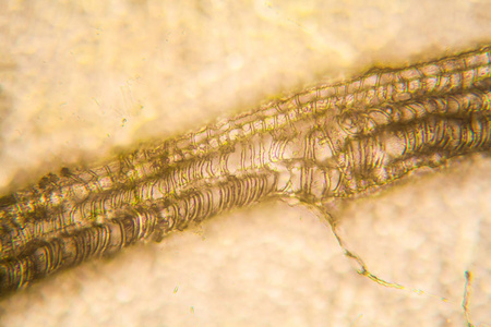 腐烂郁金香茎的显微观察和细节