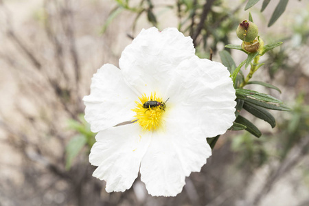 花授粉花粉和花蜜的昆虫饲养