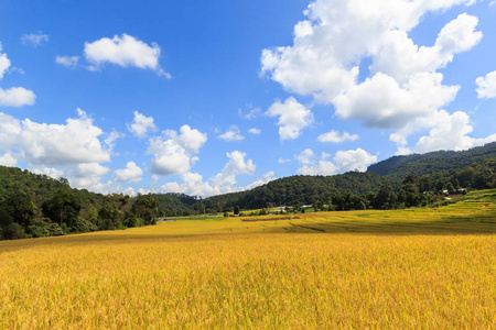 阳光灿烂的日子，在绿色梯田稻田湄巴生銮，湄针，清迈，泰国